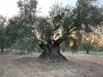 Olivos milenarios-Cordoba (1).jpg