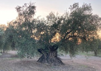Olivos milenarios-Cordoba (2).jpg