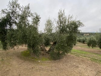 Manejo-cubierta-vegetal (1).jpg
