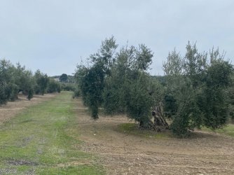Manejo-cubierta-vegetal (2).jpg