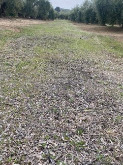 Manejo-cubierta-vegetal (3).jpg