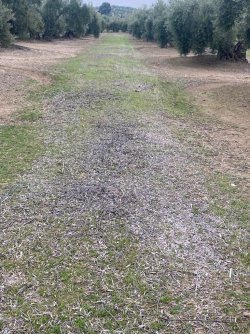 Manejo-cubierta-vegetal (5).jpg