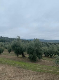 Manejo-cubierta-vegetal (6).jpg