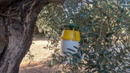 Trampa-mosca-Olivar.jpg