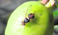 mosca-olivar.jpg