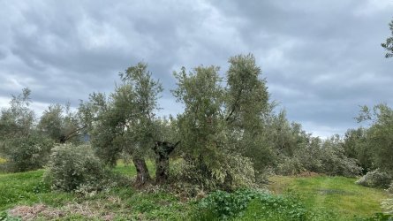 olivo-podado.jpg
