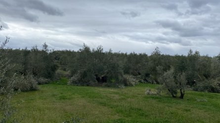olivos-podados.jpg