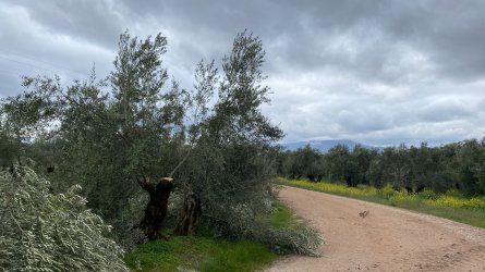 olivo-podado-jaen.jpg