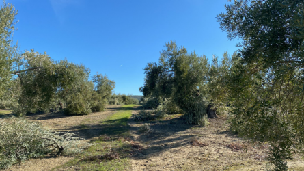 Cubierta-vegetal (3).png