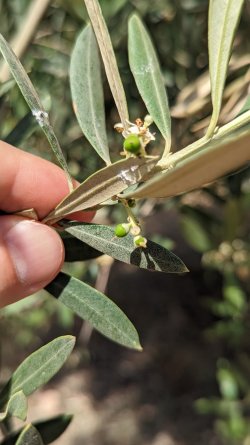 primeras-olivas-del-verano (1).jpg