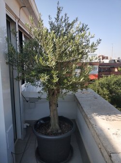 olivo-maceta.jpg