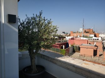 olivo-maceta-2.jpg
