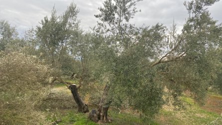 Oliva-Antes.jpg
