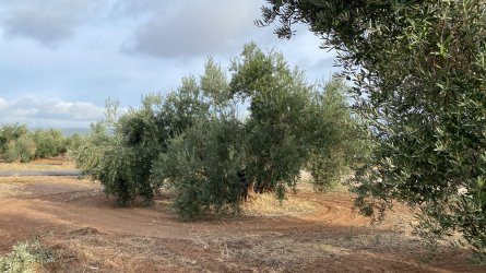 Oliva-Después.jpg